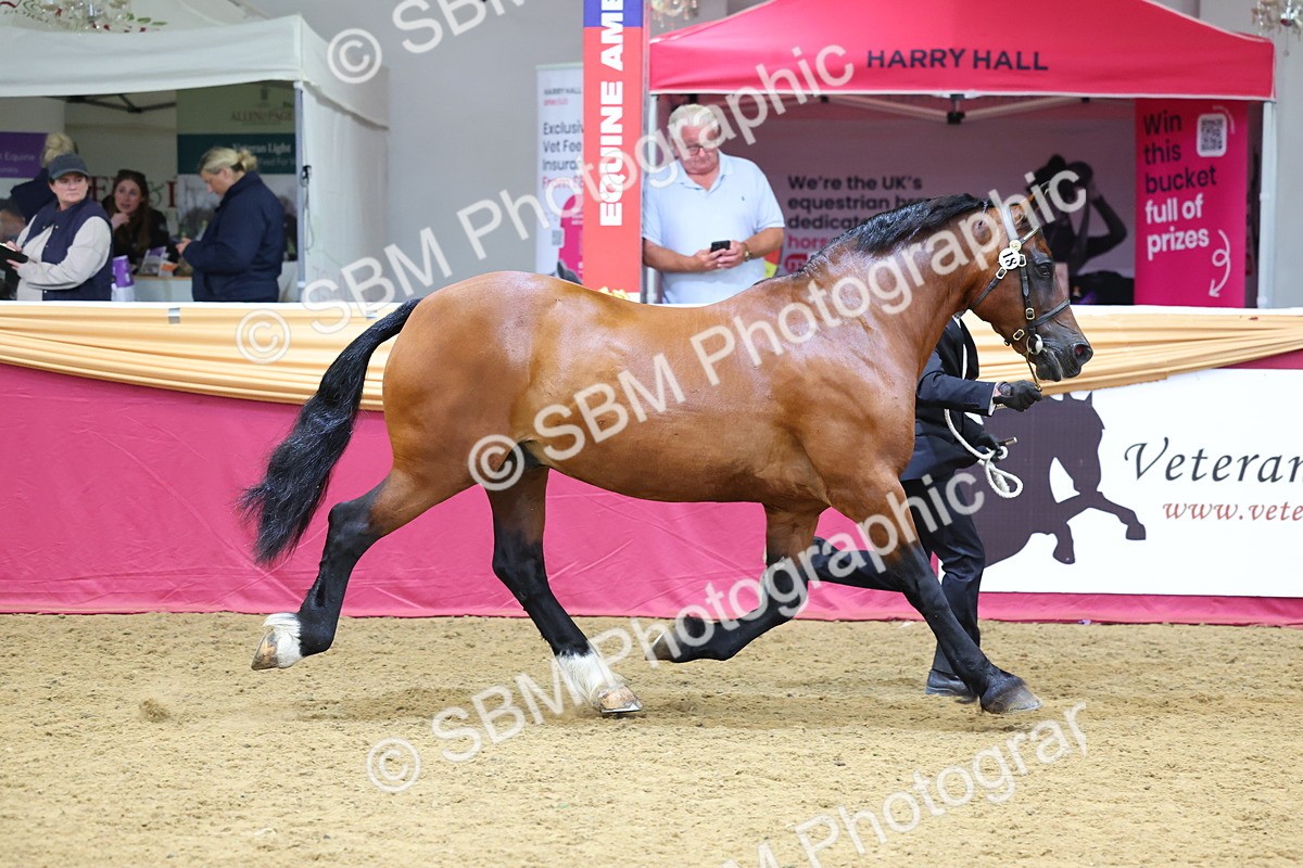 SBM_22623 - Class 903 - Supreme Final - IH Pre Vet