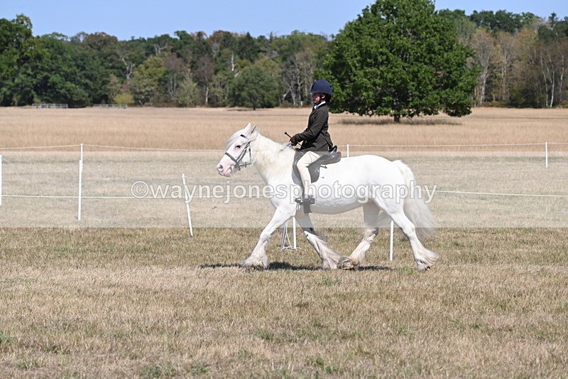 WJ6_8841 - Class 38 Ridden Riding Horse/Pony