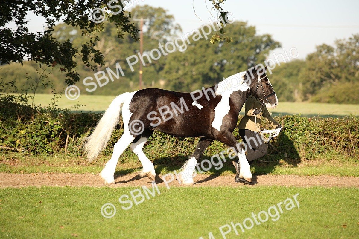 SBM_58670 - S51 - Piebald & Skewbald Horse In Hand