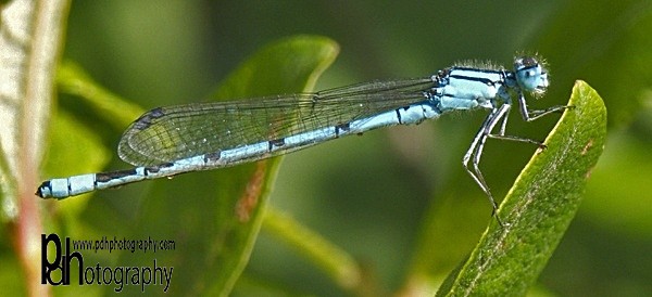 Dragon-fly-1 - Mendips