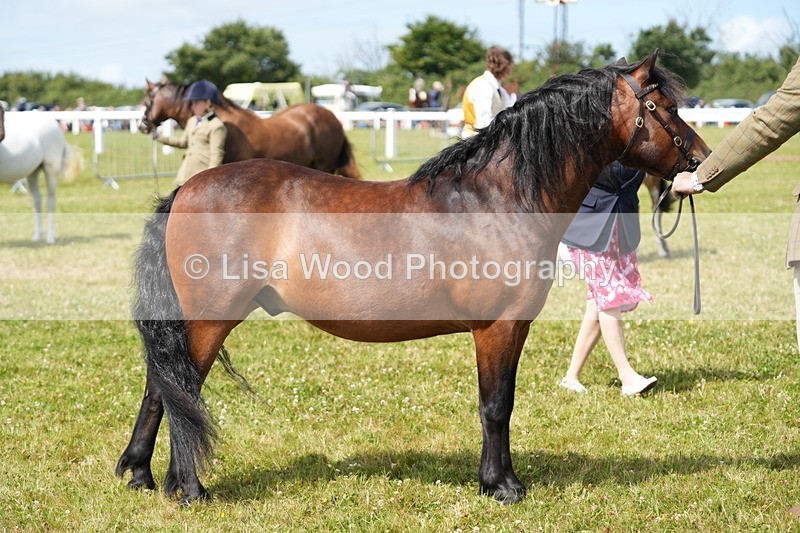 DSC05605 - Class 50: NPS M&M 4 years and over Small Breeds