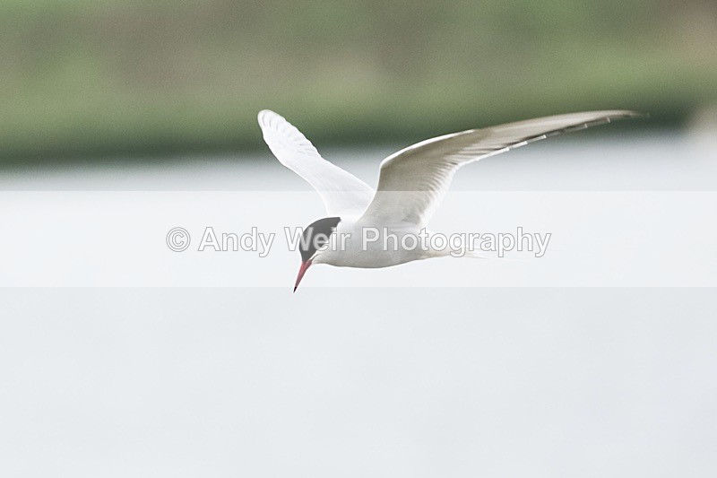20180530-Cemlyn8E0A6689 - Terns