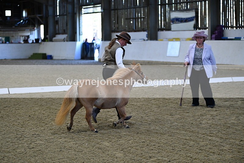 WJ5_3900 - Class 5 In Hand Veterans