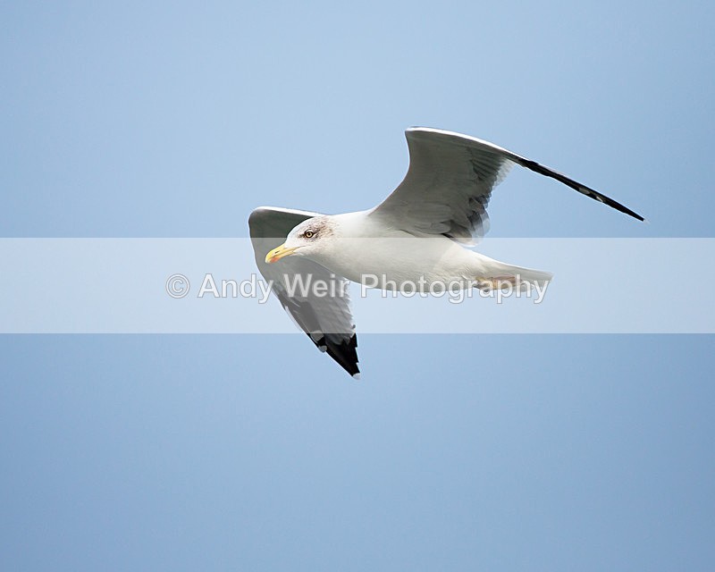 20140929-3K8A5820 - Yellow-legged Gull