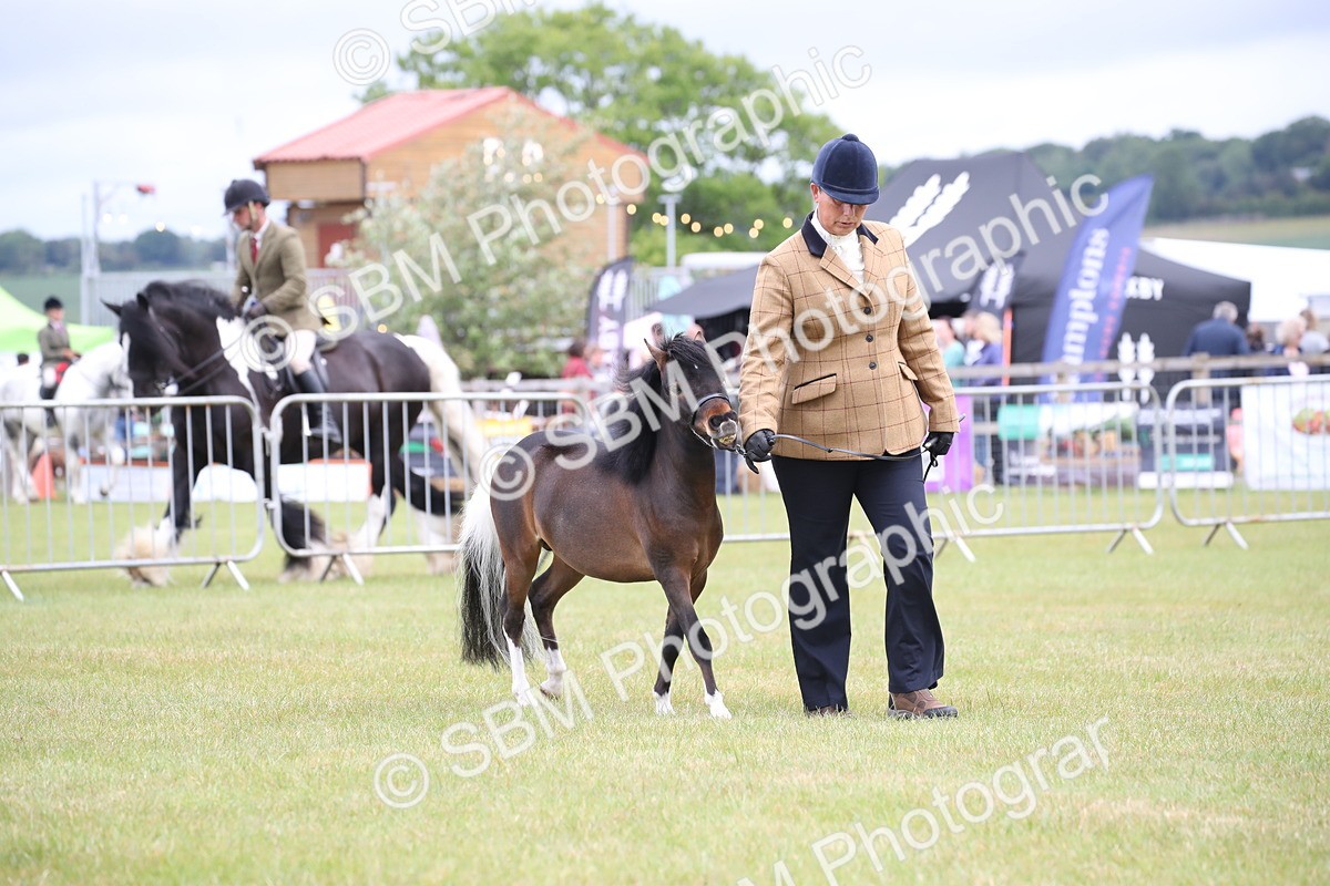 SBM_03788 - Class 23-25 - British Miniature Horse of the Year