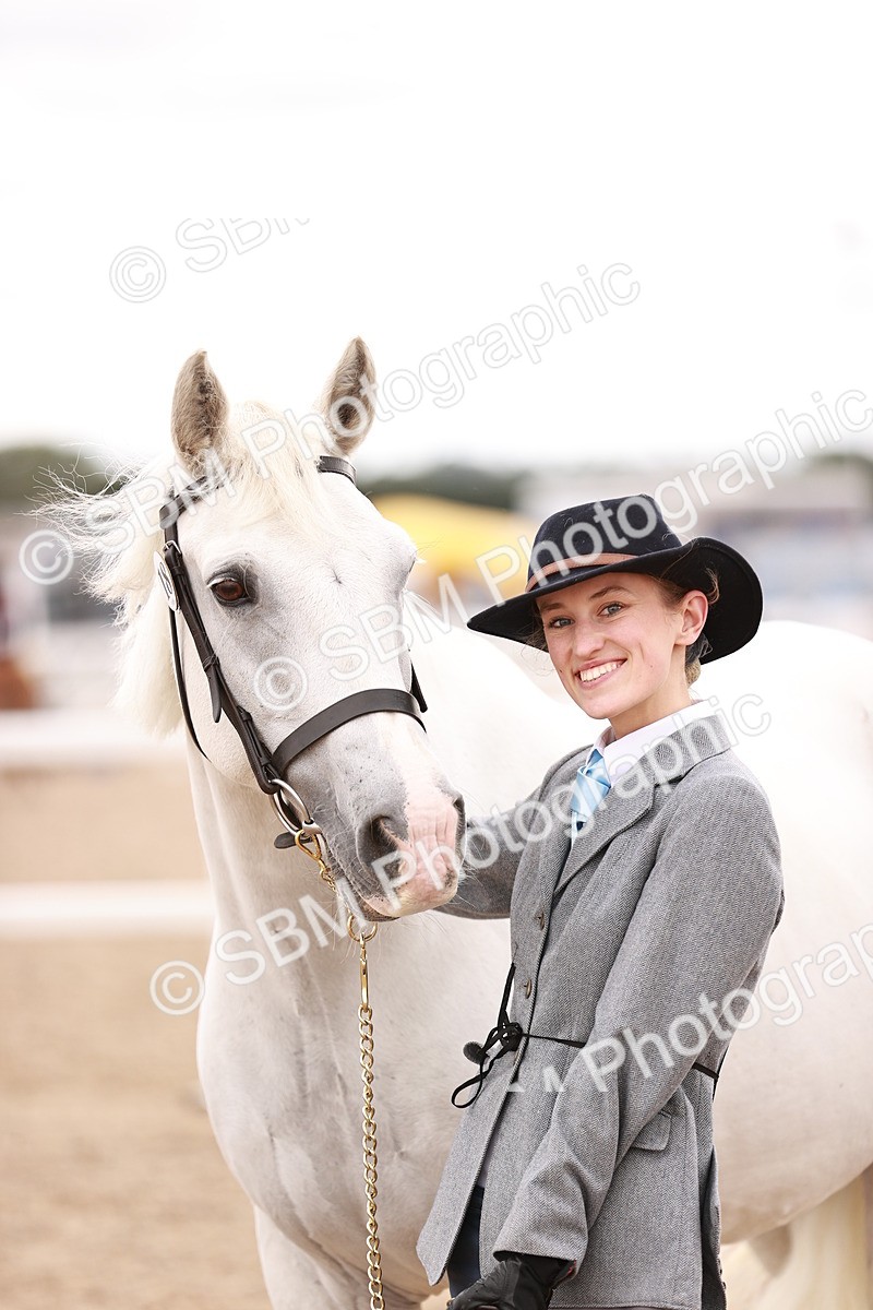 SBM_16213 - Class412 - Handsome Gelding (IH  or Ridden) Adult
