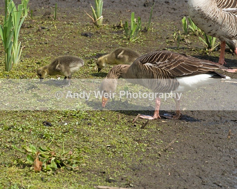 20110521-IMG_5361 - Geese