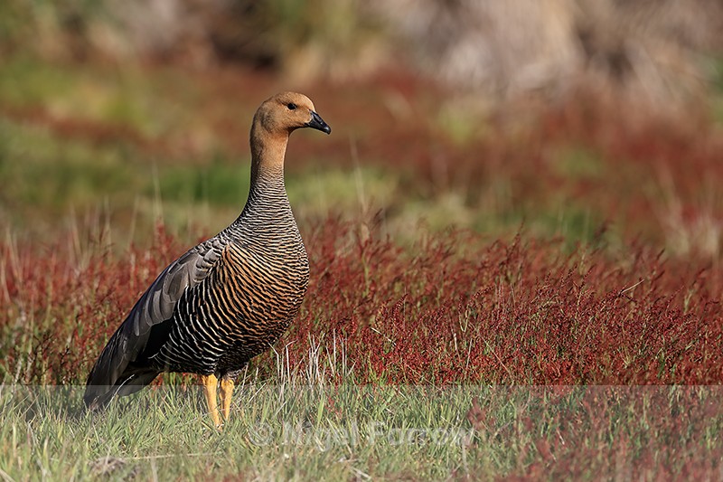 Upland Goose (female), Carcass Island, Falklands - Upland Goose