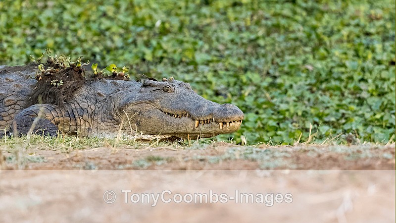 Nile Crocdile - Mana Pools ~ A Few Extra Bits