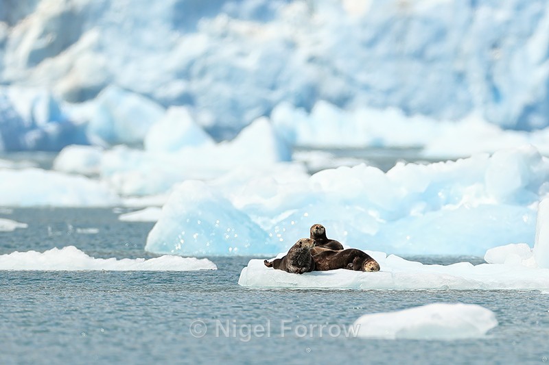 Sea Otters resting, Surprise Glacier, Alaska - Otter