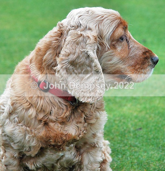 My Profile - Walking the Dog