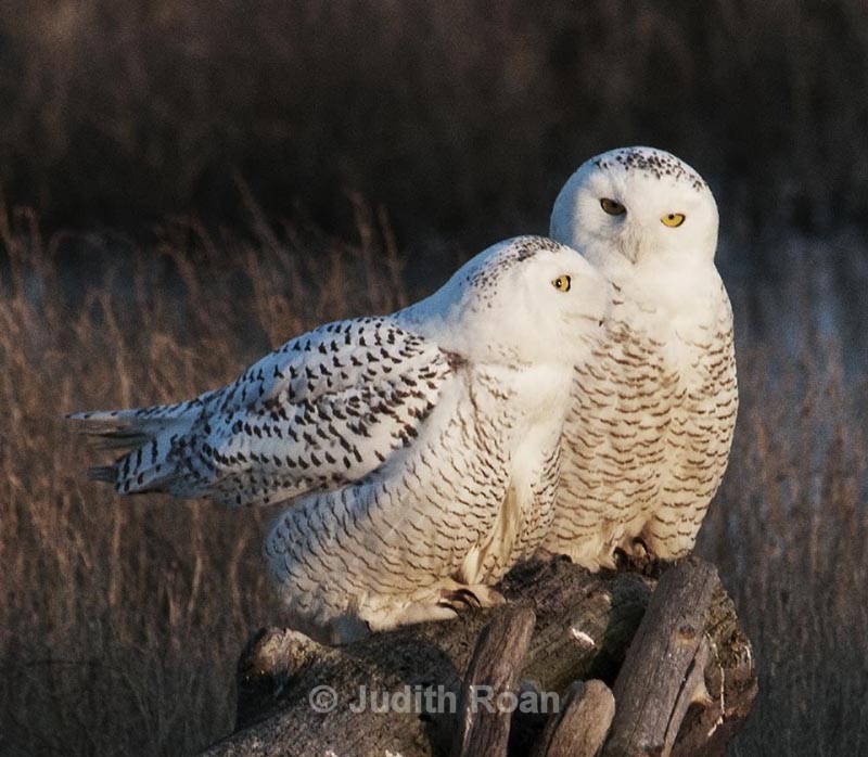  - Snowy Owls