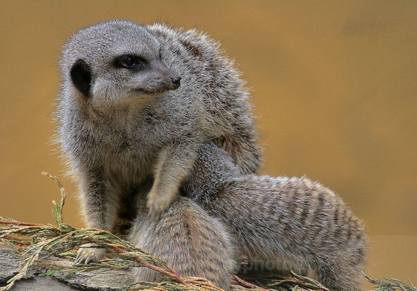Female Meerkat And Babes - Captured Wild life/Domestic/ livestock Animals