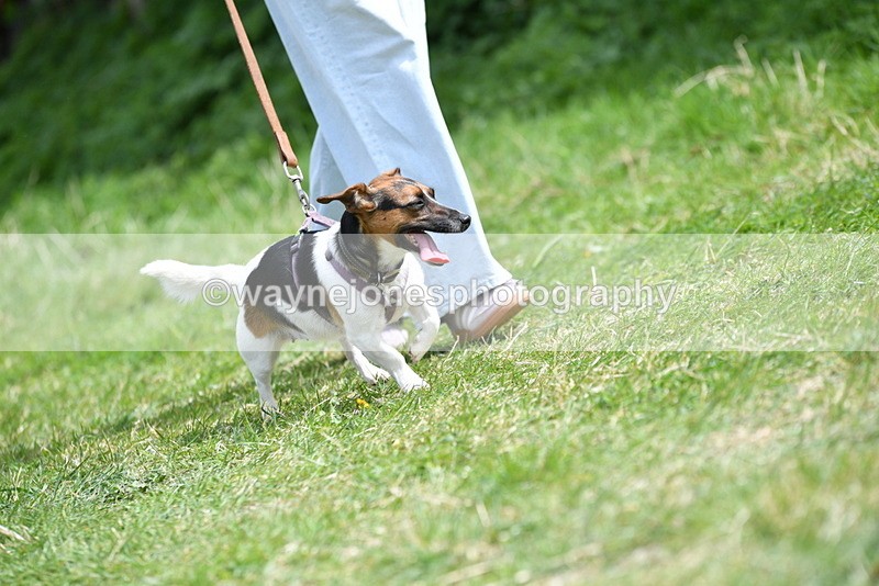 WJ5_0430 - Class 7 Best Terrier