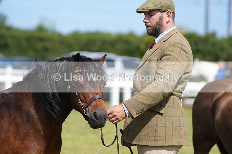 DSC05617 - Class 50: NPS M&M 4 years and over Small Breeds