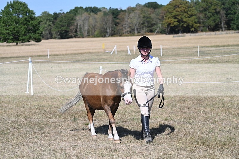 WJ7_1481 - Class 42 Most Handsome Gelding