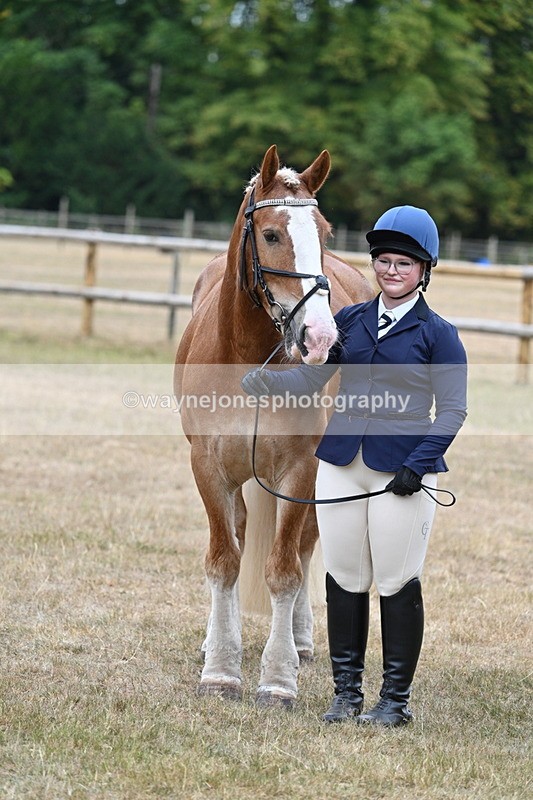 WJ7_0153 - Class 5a Most Handsome Gelding (above 14.2hh)