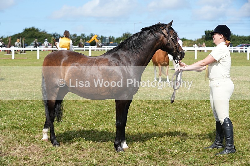 DSC05586 - Class 50: NPS M&M 4 years and over Small Breeds