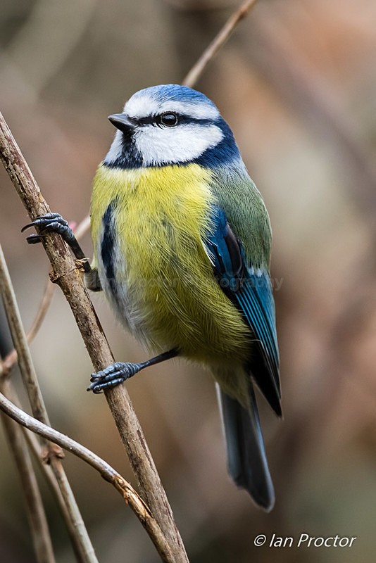 Blue Tit (Cyanistes caeruleus) Portrait - Nature
