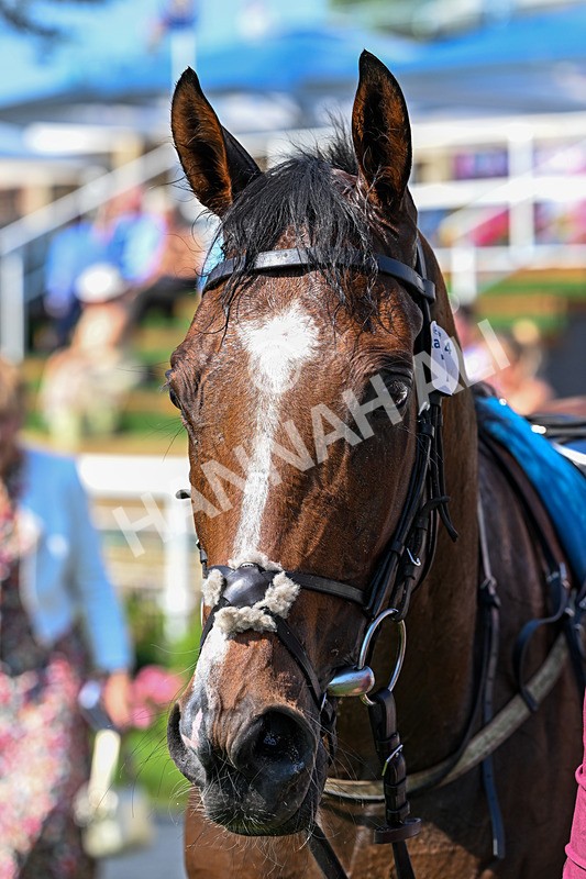 100726-Race 4-Illys Roo-0272 - Race 4 15.55pm Laura Barry Memorial Handicap