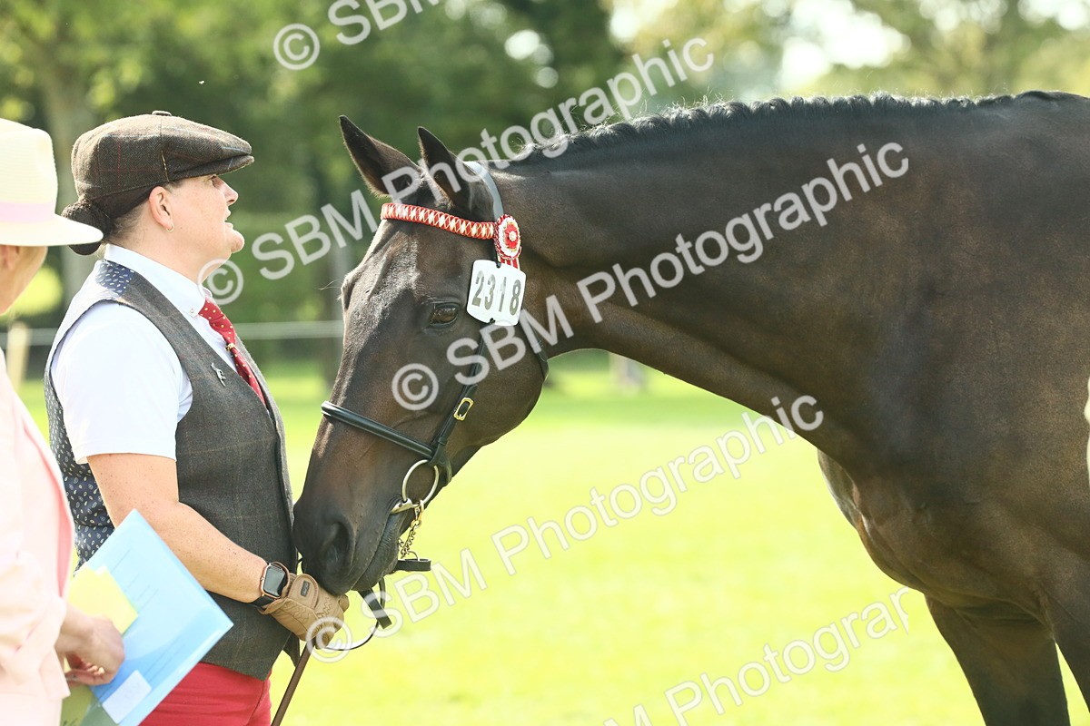 SBM_66563 - S34 - Rehabilitated Rescue Horse & Pony In Hand & Ridden