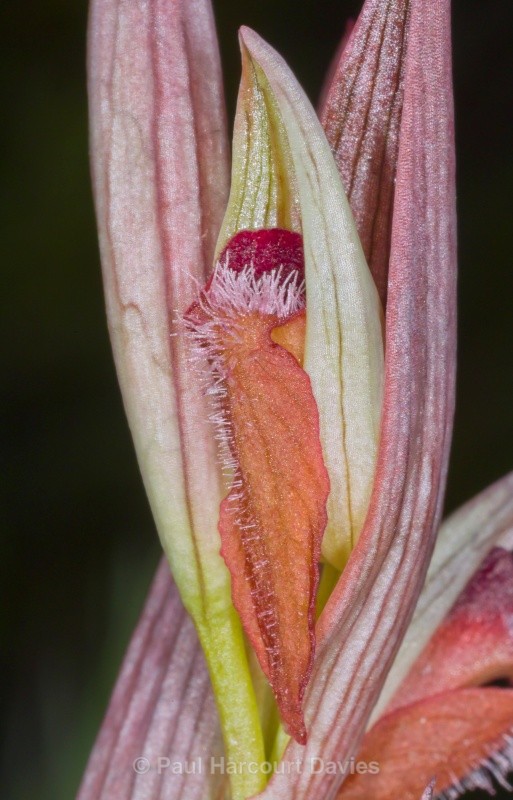 Ploughshare orchid (Serapias vomeracea) - Orchids - Serapias