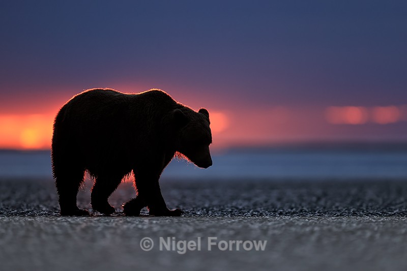 Brown Bear silhouette at dawn, Silver Salmon Creek, Alaska - Brown Bear