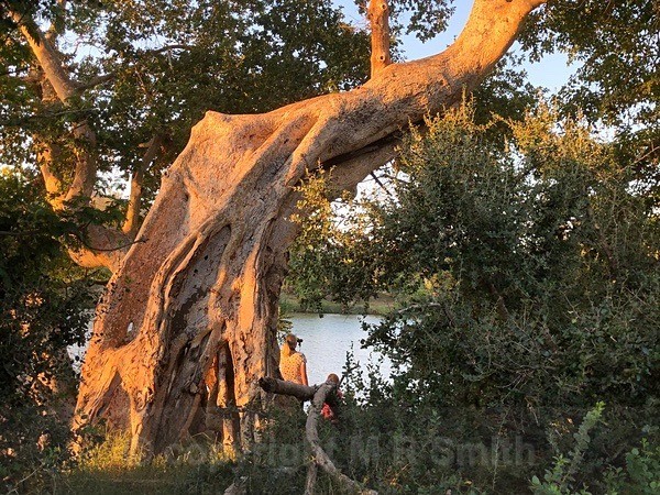 Crazy Shaped Tree, SA - LANDSCAPES & TREES