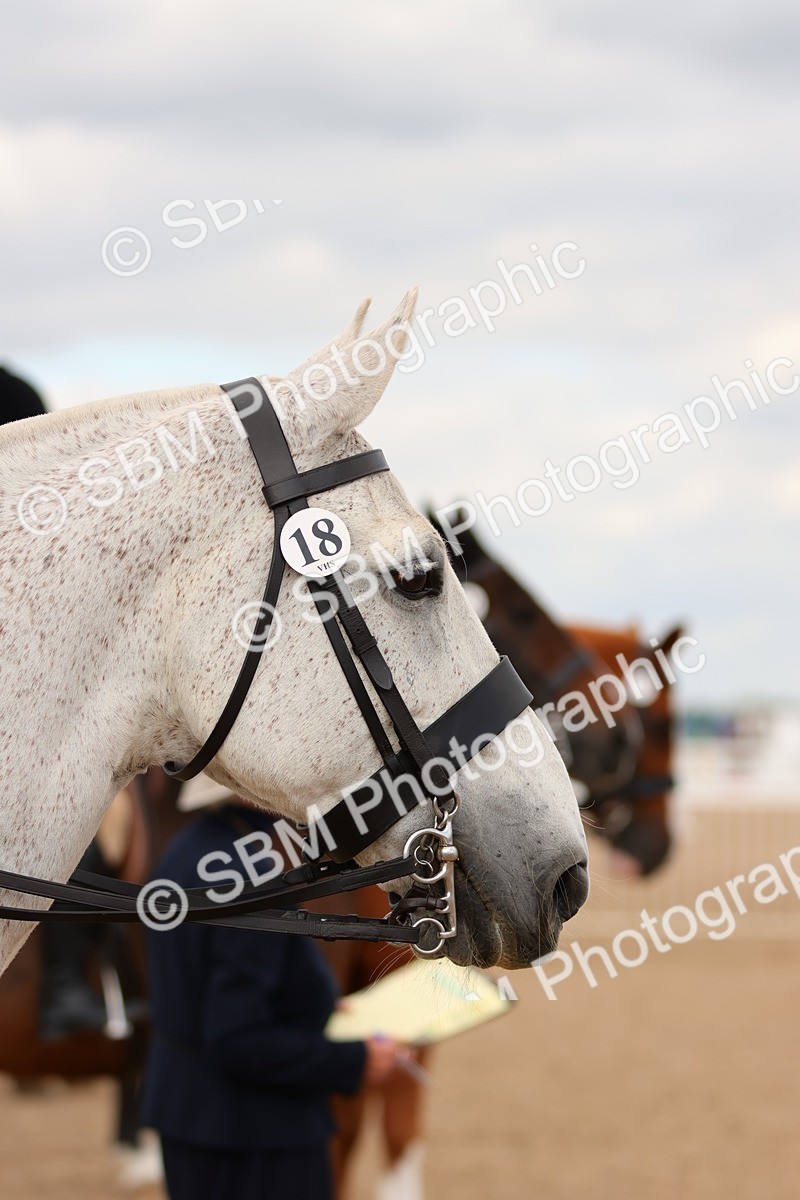 SBM_15536 - Class 214 - Ridden Show Cob
