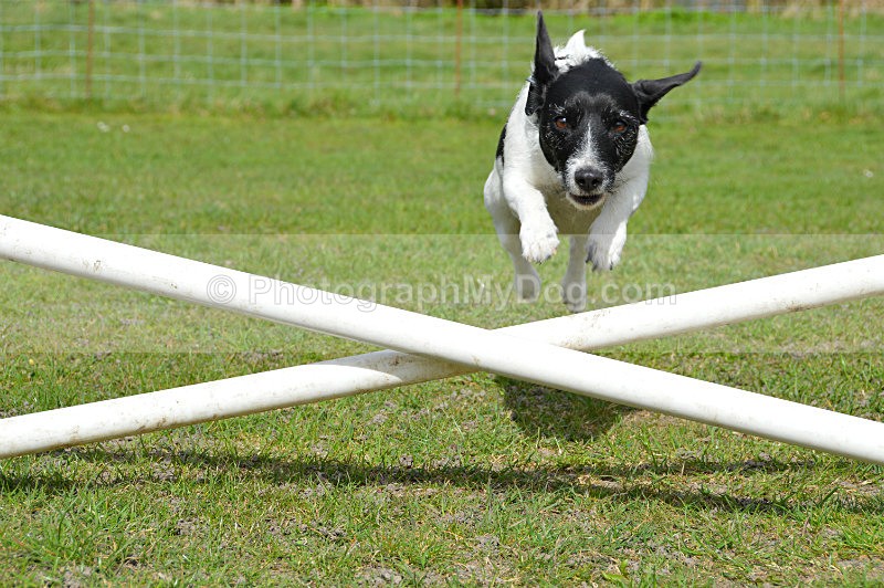  - Jack Russell Terriers