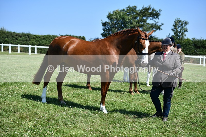 DSC_6752 - Class 57: Hunter/Riding Horse/Hack 1, 2 & 3 yr olds
