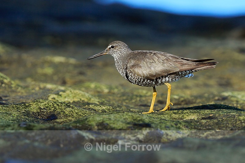 Wandering Tattler at low tide, Ke'e Beach, Kauai - Wandering Tattler