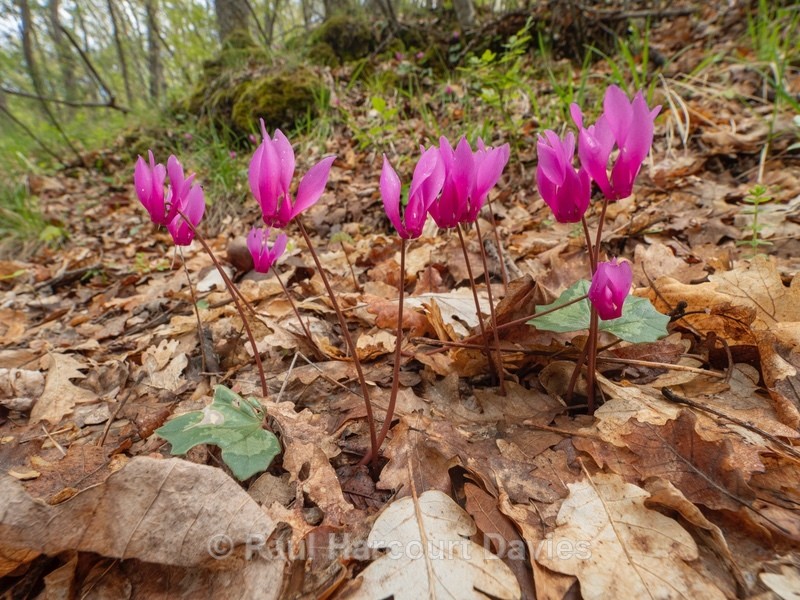 Spring Cyclamen (Cyclamen repandum) - Flowers in the Landscape - 1