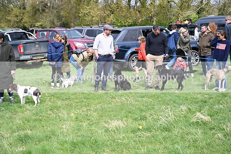 WJ6_8693 - Class 8 Best Working / Gun Dog or Bitch