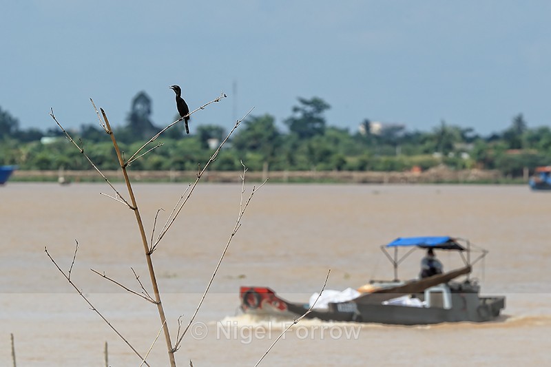 Little Cormorant perched, Mekong River, Vietnam - Little Cormorant