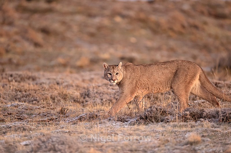 Puma Brissa, side profile, walking, Torres del Paine, Chile - Puma