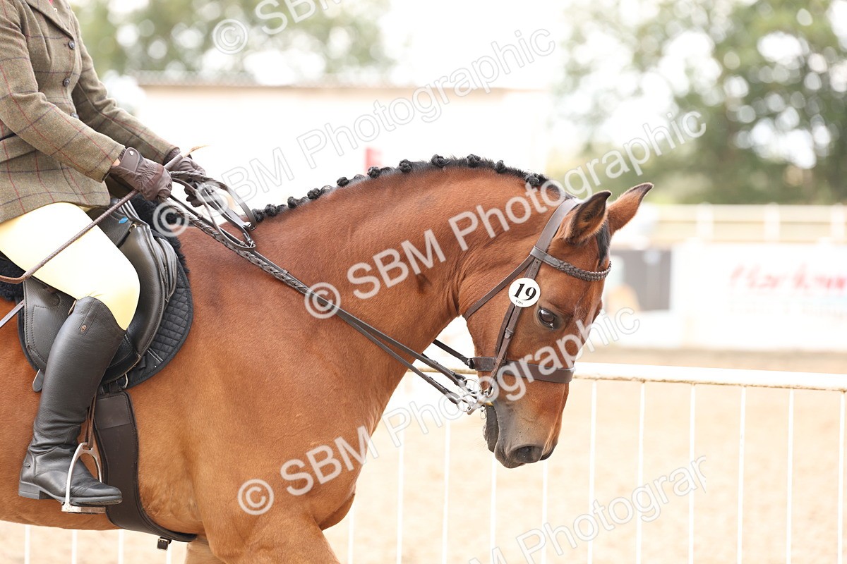 SBM_04171 - Class 54 - Riding Club Horse/Pony