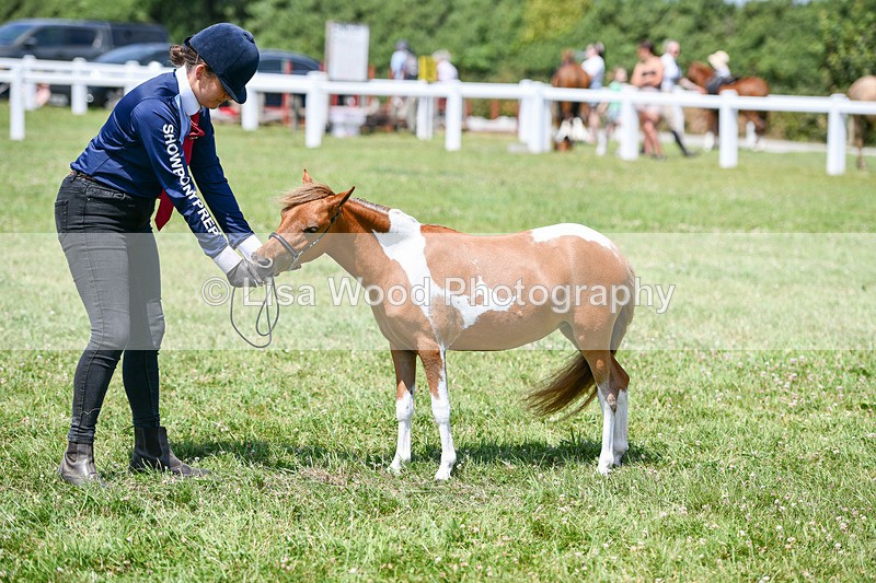 DSC_7285 - Miniature Horse Championship