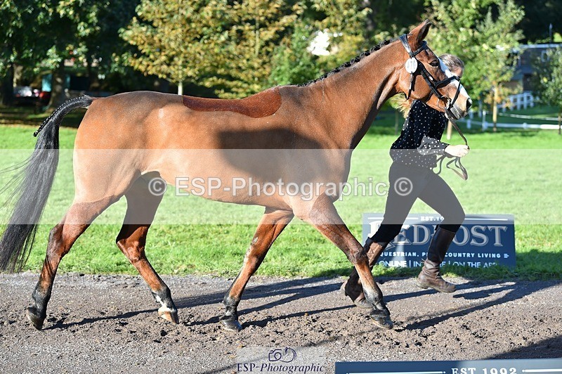 231022-101506-22343 - 470-DVΓÇÖS.ROCKY-Lauren.Collard-TrotUp+SJ