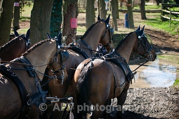 _DSC0224 - Ashfields Carriage & Polo Club