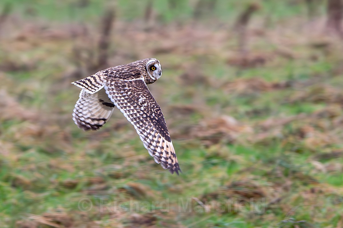  - Short Eared Owls