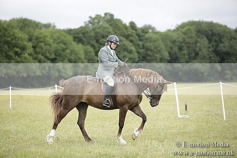 BVR160717-1284 - Ring 1 BVRC Show 16/07/17