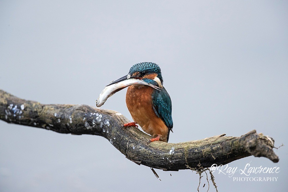 Kingfisher Alcedo Atthis051 - Kingfishers