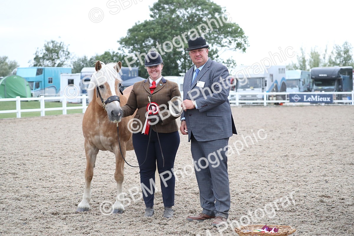 SBM_17999 - Class 317 IH Pure bred Horse/Pony