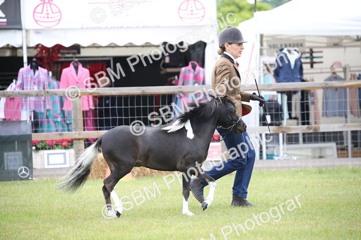 SBM_03701 - Class 23-25 - British Miniature Horse of the Year
