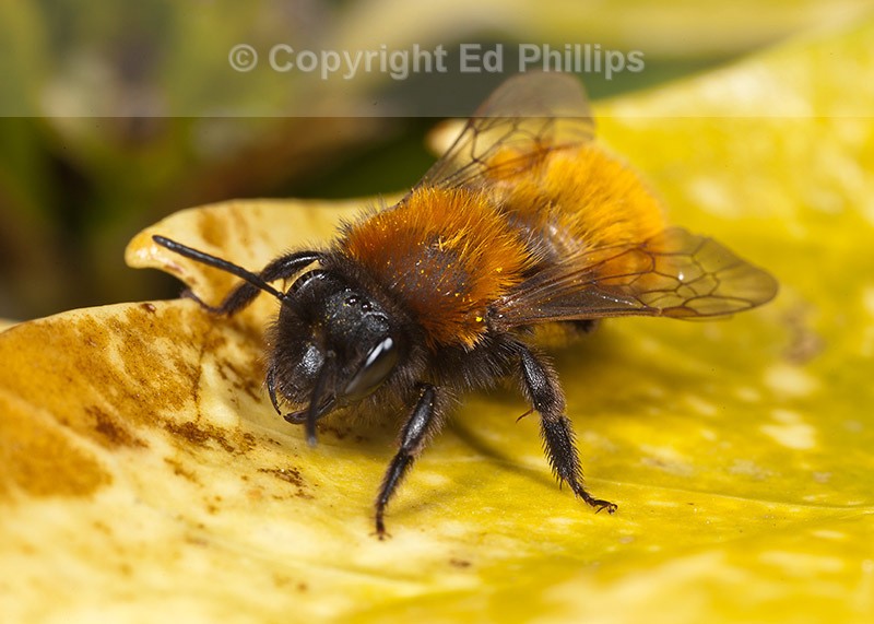 Andrena fulva (f)