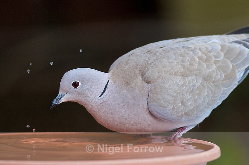 Collared Dove drinking from a bird bath - Collared Dove