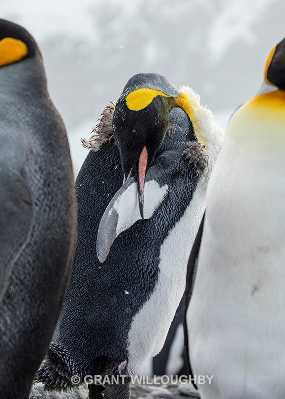 King preening - Antartica