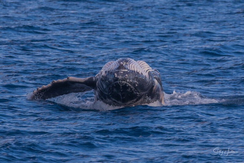 HB Calf Breach 5. 0A3A8067 - 2025 Hervey Bay Whales