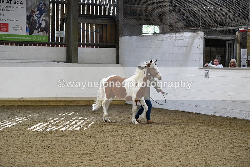 WJ5_3392 - Class 1 Youngstock